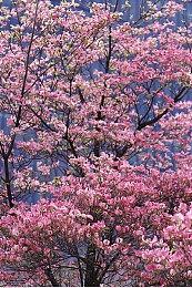 Steam战争游戏节开启 多款新旧名作参战